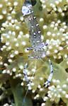 Anemone shrimp