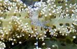 Anemone shrimp