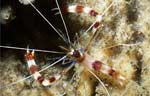 Cleaner shrimp