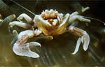 Anemome crab