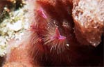 Pink squat lobster