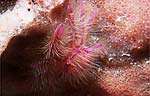 Pink squat lobster