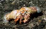 Anemone hermit crab