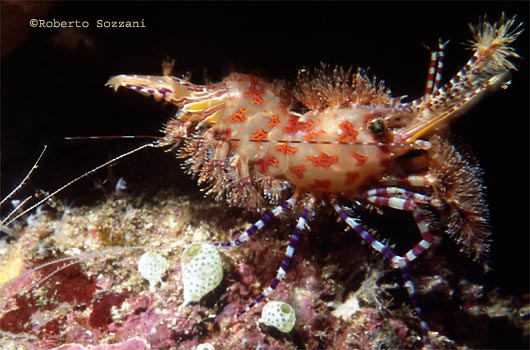 Marble shrimp, Saron sp. 2