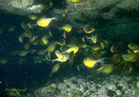 Pempheris schomburgki