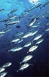 Bigeye trevally