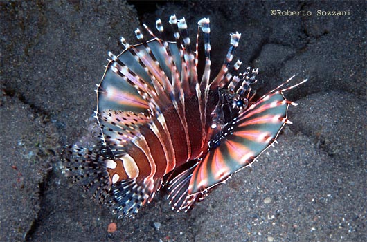 Dendrochirus zebra