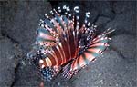 zebra lionfish