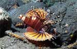 zebra lionfish