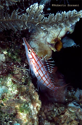 Oxycirrhites typus