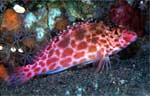 Pixy hawkfish