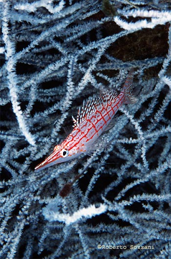 Oxycirrhites typus