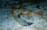 Helmet gurnard