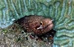 Barredfin moray