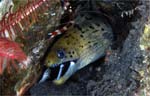 Darkspotted moray