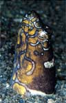 Clown snake eel