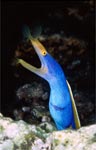 Ribbon eel