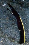 Ribbon eel (juv.)