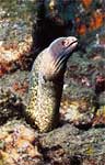 Yellow-edged moray