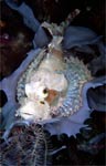 Smallscale scorpionfish