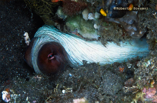 Octopus cyanea