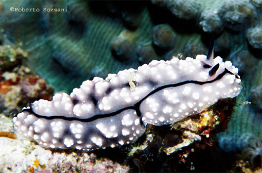 Phyllidiopsis pipeki