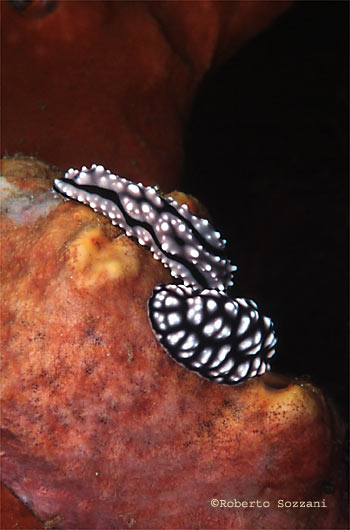 Phyllidiella pustulosa