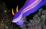 Hypselodoris apolegma