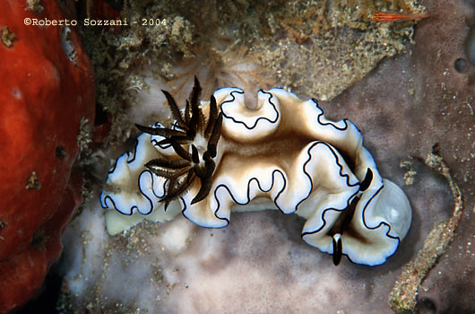 Glossodoris atromarginata