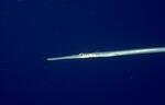 Commerson's Cornetfish (11k)