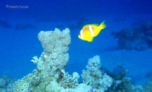 Amphiprion bicinctus