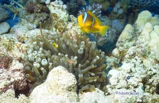 Amphiprion bicinctus