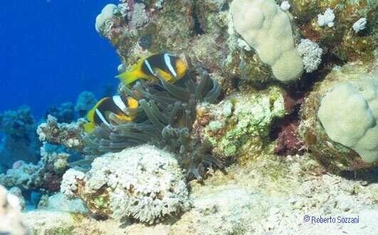 Amphiprion bicinctus