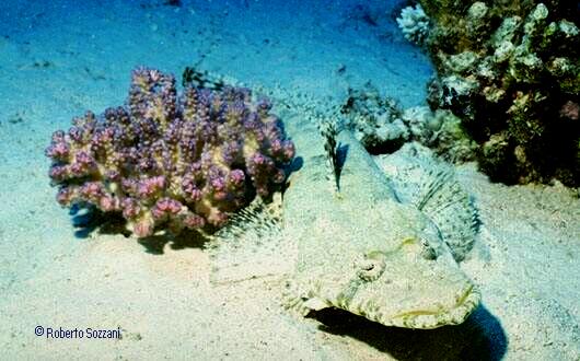 Cociella crocodila