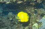 Red-lined Butterflyfish (27k)