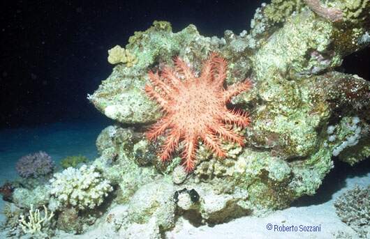 Acanthaster planci