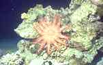 Acanthaster Planci (39k)