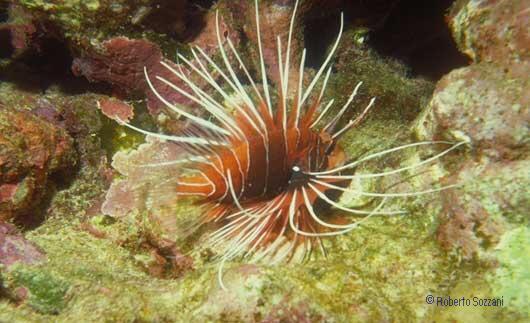 Pterois radiata