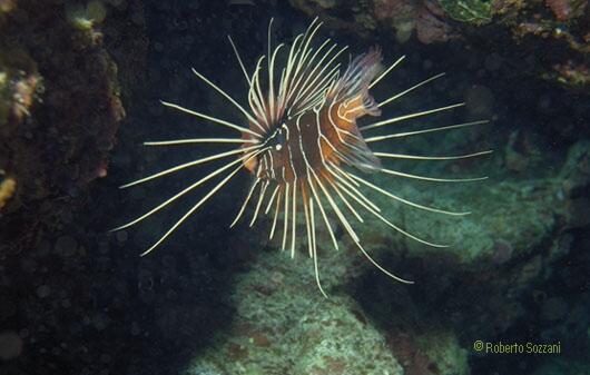 Pterois radiata