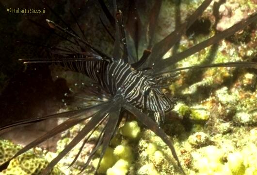 Pterois miles