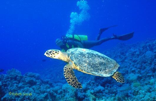 Eretmochelys imbricata