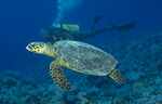 Hawksbill Sea Turtle (26k)