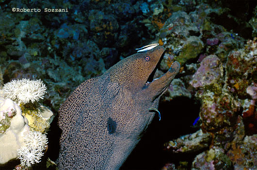 Mar Rosso Red Sea Murena Gigante Giant Moray Gymnothorax Javanicus