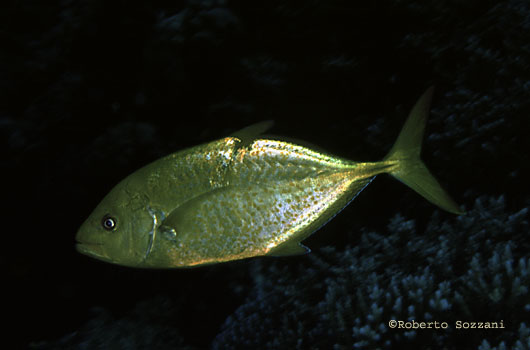 Carangoides bajad