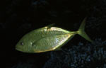 Orangespotted trevally