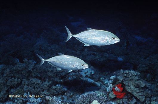 Carangoides bajad