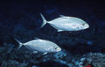 Orangespotted trevally