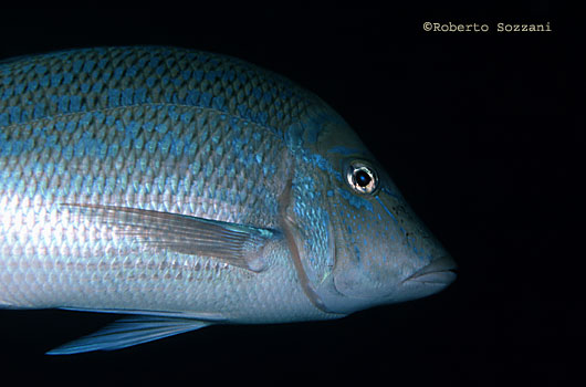 Lethrinus nebulosus