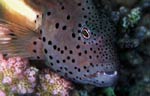 Blackside hawkfish