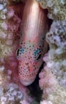 Blackside hawkfish